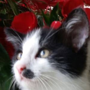 Meet your Posher, Nancy